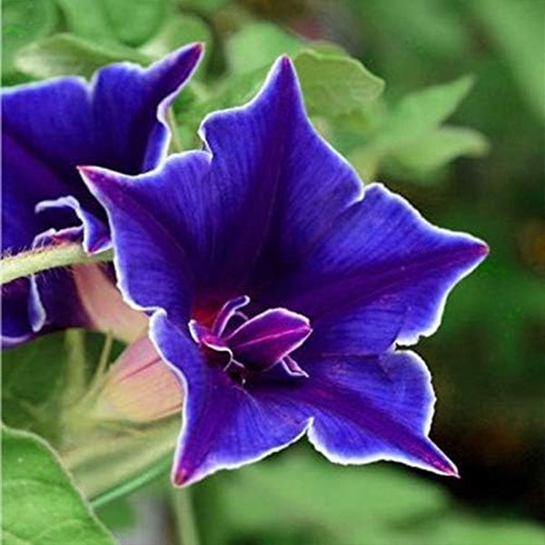 Semillas de flores de enredadera trepadora Ipomoea Nil Morning Glory Blue Picotee anual para plantar