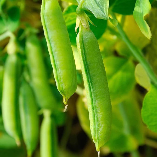 Sugar Snap Pea Garden Seeds Vegetable Gardening Seed