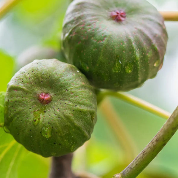 Fig, Violette de Bordeaux