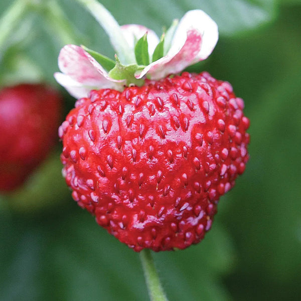 Mignonette Strawberry Seeds