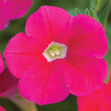 Wave Carmine Velour Petunia Seed Variety