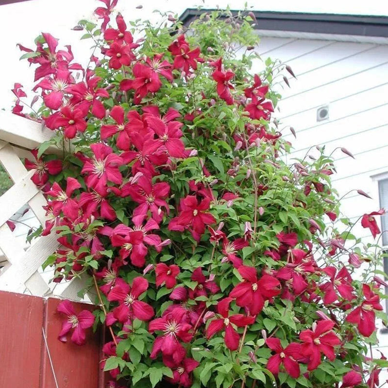 Clematis Flower Seeds Perennial Vines Climbing Clematis Plant Seed