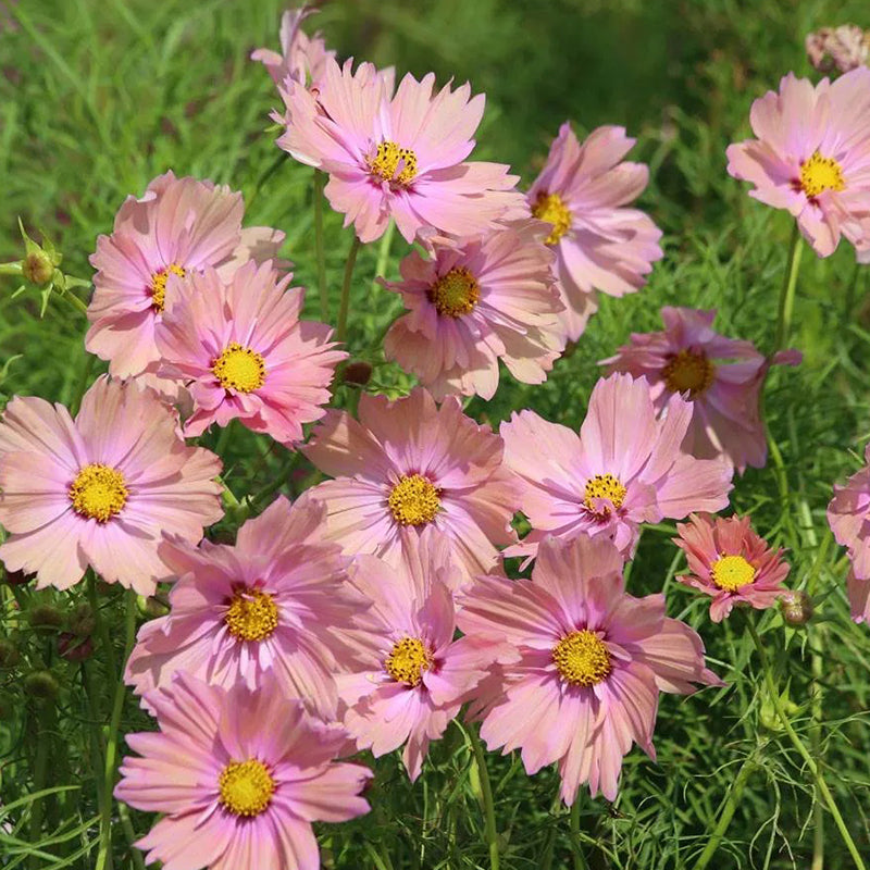 'Apricotta' Cosmos Seeds