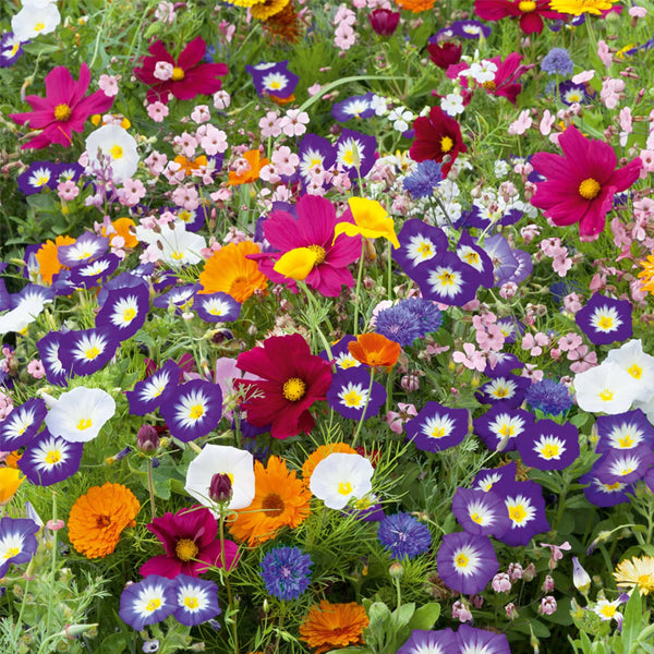 Royal Meadow Flower Seed Mix