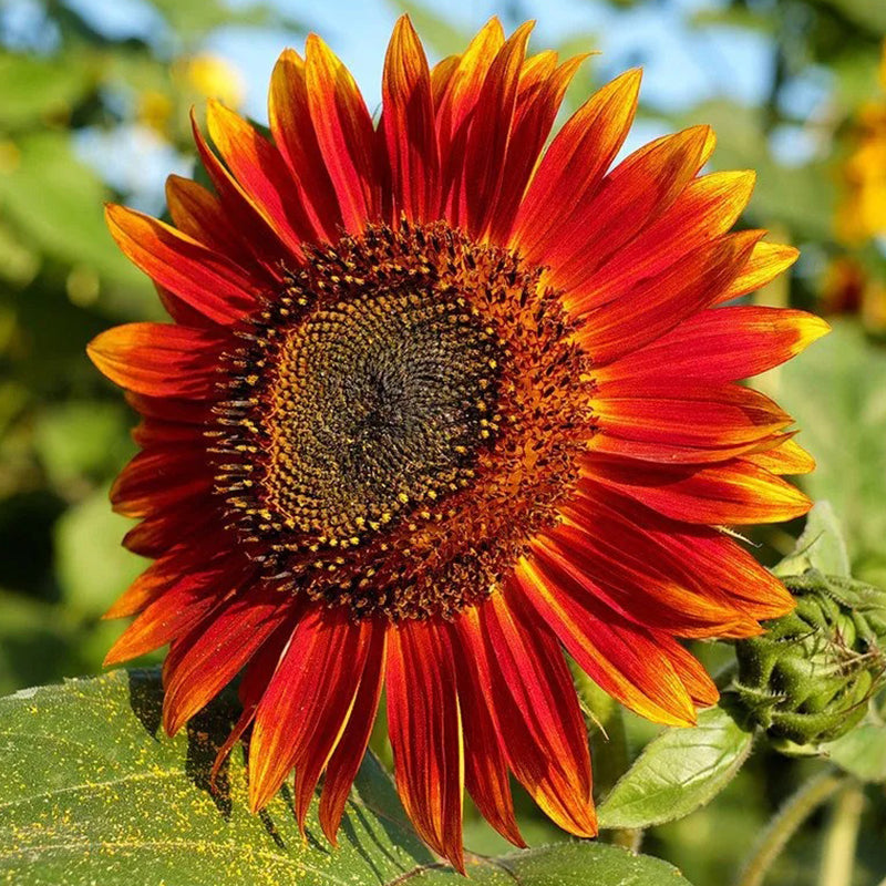 Semillas de girasol - F1