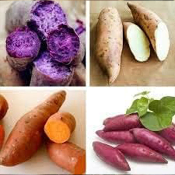 Fresh Sweet Potato Vegetables Seeds for Planting White