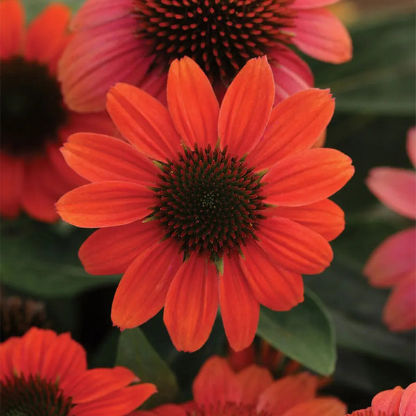 Echinacea, Sombrero Hot Coral