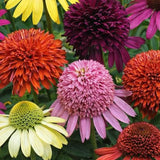 Double Pink Coneflower Seeds - Rare Hardy Perennial Pollinator Flower