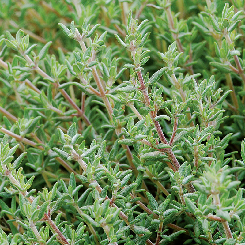 Orange Thyme Thyme Seed