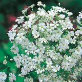 Gypsophila seeds Baby’s Breath Gypsophila