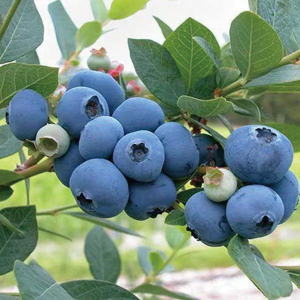 Sweet High Bush Northern Blueberry