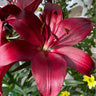 Lily Seeds
