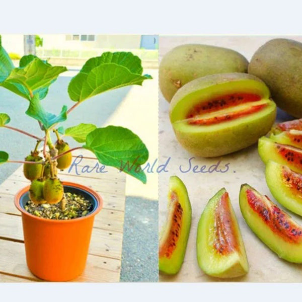 Amazing MINI kiwi 'Dwarf Pautske' sweet fruits