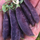 Heirloom Purple Sugar Snap Pea Seeds