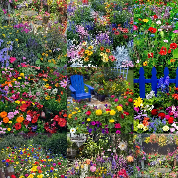 Mixed Perennial Flowers Seeds-Over 60 kinds mixed