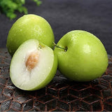 Green Giant Sweet Jujube Fruit Apple Jujube