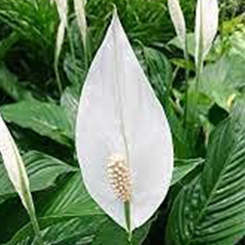 Spathiphyllum Peace Lily Plant Seeds