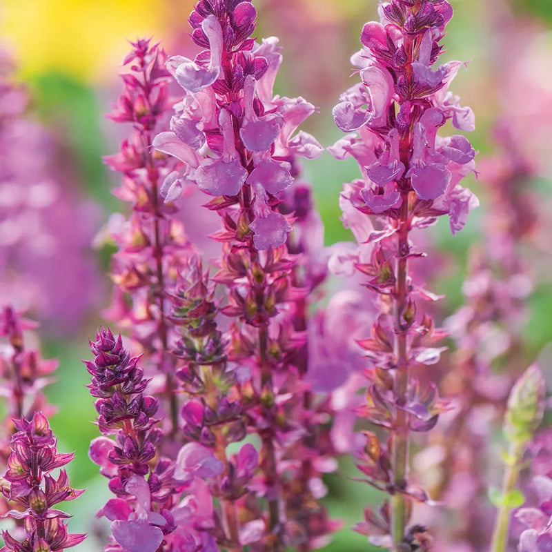 Salvia, Maravilla de la Rosa