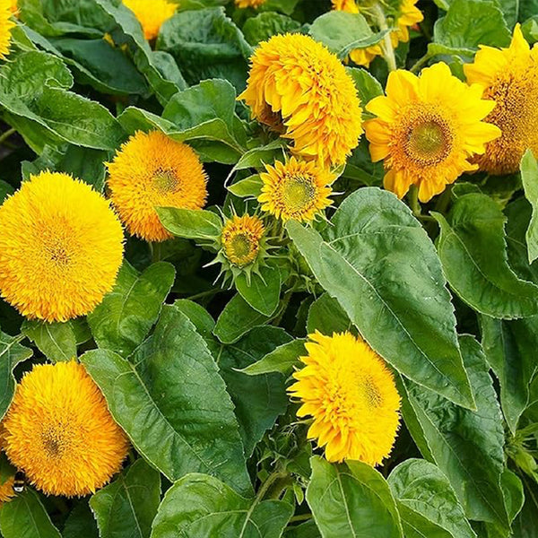 Semillas de girasol para plantarSemillas de girasol con forma de osito de peluche para plantar en huertos familiares