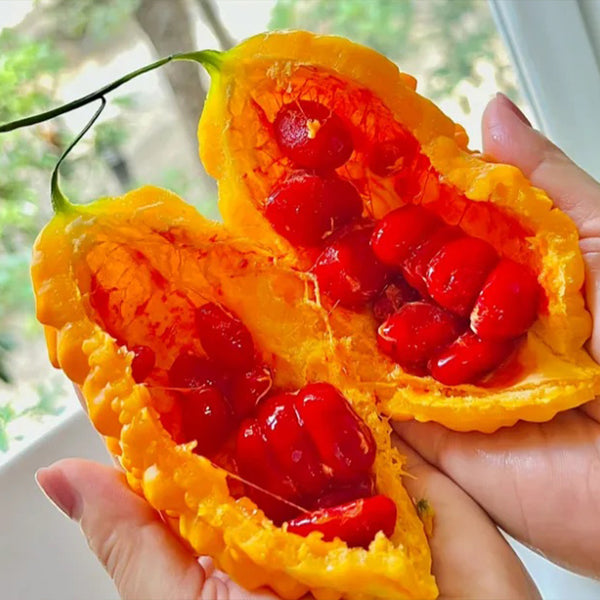 Lai Grape Seeds for Garden Bitter Gourd Seeds