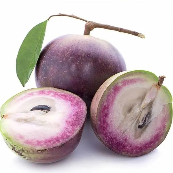 Milk Fruit Seeds-Star Apple-Chrysophyllum Cainito