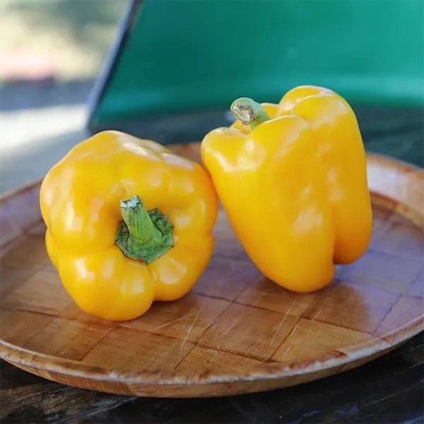 Pepper Deniro F1 Organic