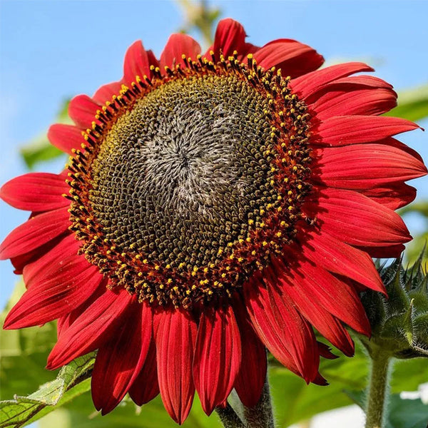 Red Sunflower Seeds