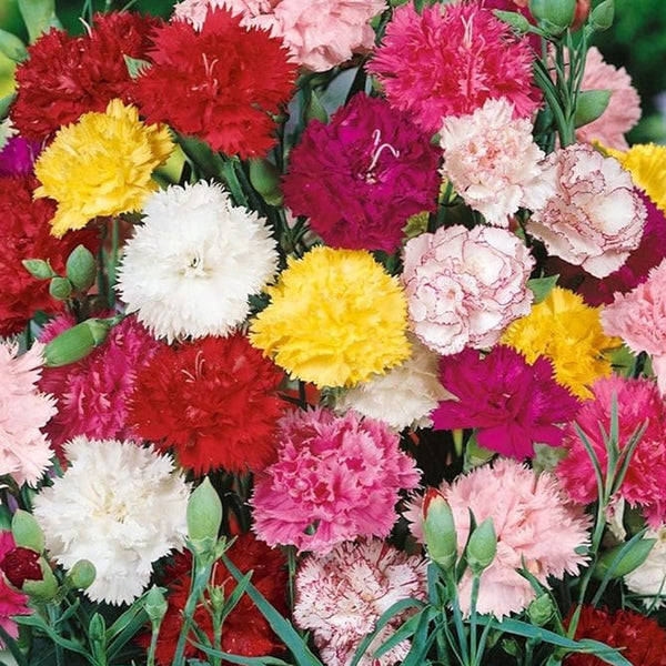 Semillas de clavel mixto, también conocidas como Dianthus caryophyllus Chabaud Mix para plantar plantas perennes