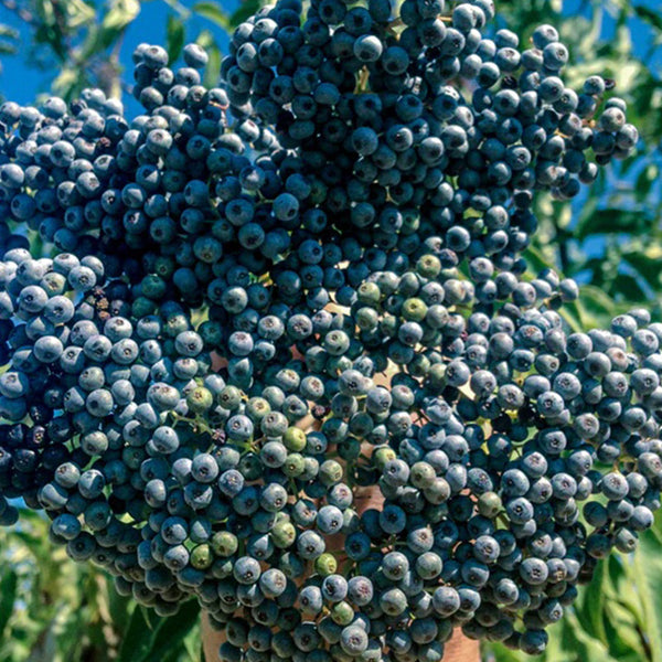 Mexican Elderberry