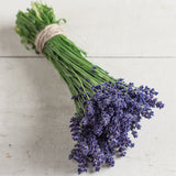 Semillas de lavanda morada Ellagance