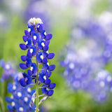 Texas Bluebonnet Wildflower Seeds