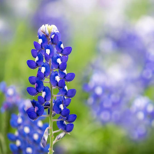 Semillas de flores silvestres de Texas Bluebonnet