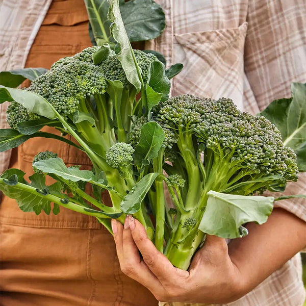 Broccoli, Sun King Hybrid