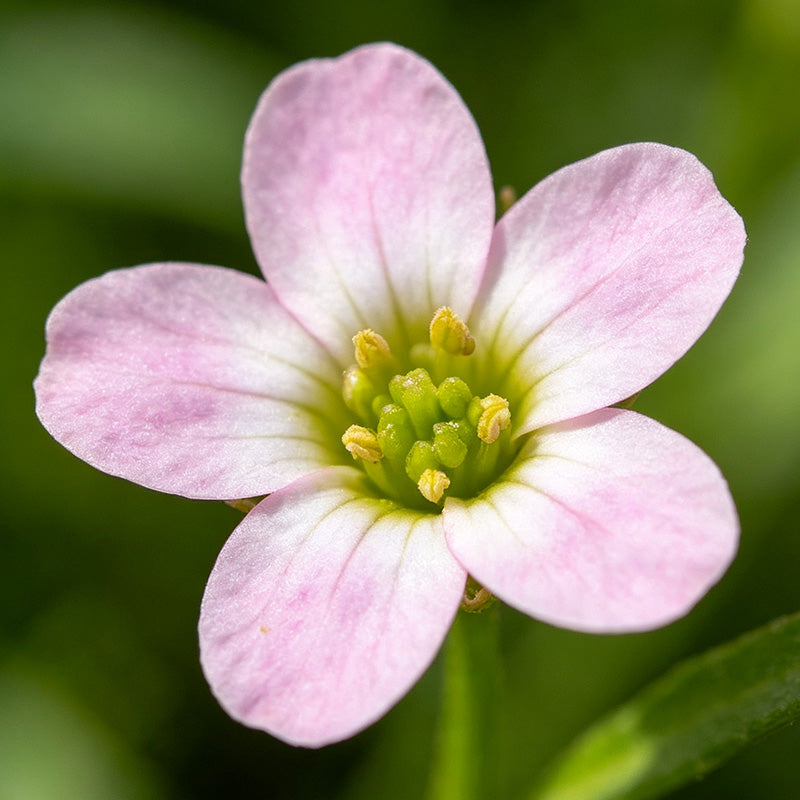 Pink Sweet Alyssum (Lobularia maritima) Seeds