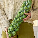 Brussels Sprouts, Green Gems Hybrid