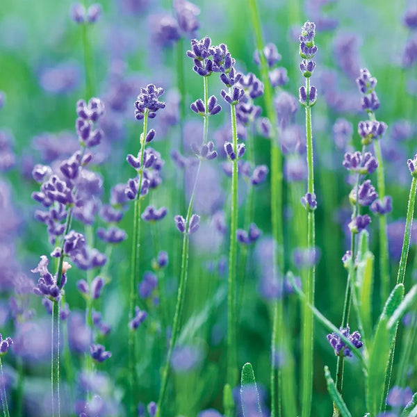 Lavender, Munstead