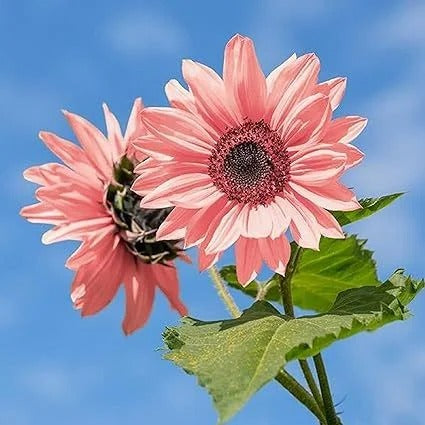 Midnight Oil Pink Sunflowers Seeds