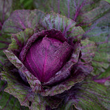 Holiday Red Cabbage Seeds
