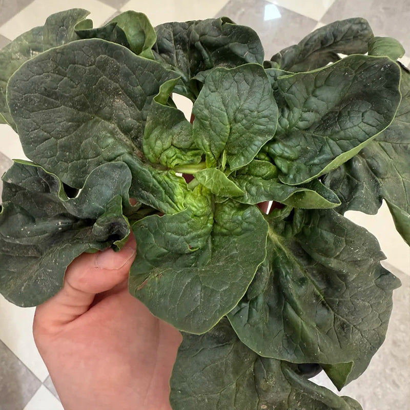 Deep Savoy Spinach Seeds