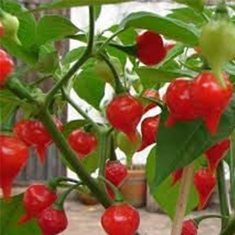 Sweety Drops Pepper Gourmet Vegetable Seeds