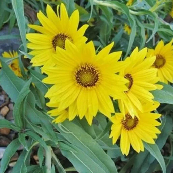 SUNFLOWER SEEDS - MAXIMILIAN