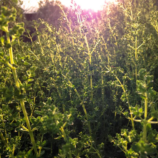 Italian Oregano