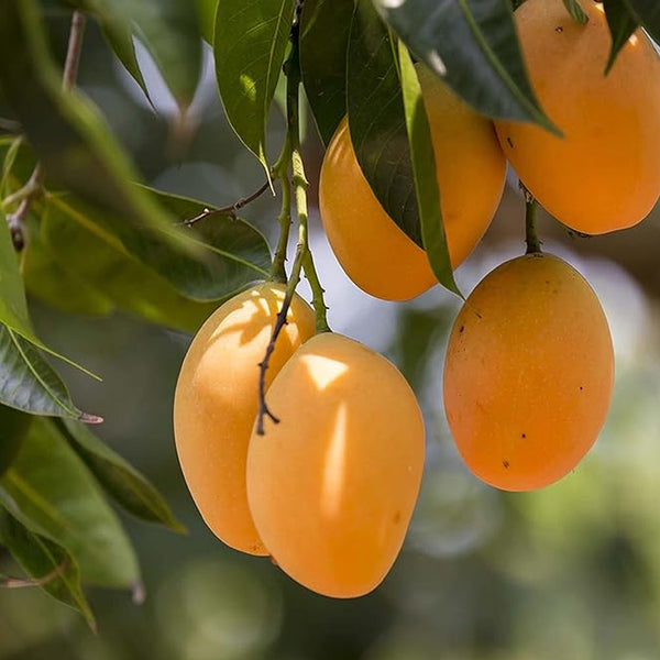 Mango Fruit Seed Delicious Non-GMO Fruit Juicy Fruits Robust Flavor High Yield Flourishing Makes Great Edging