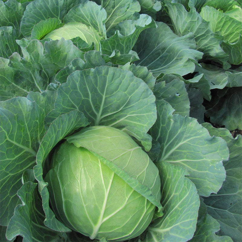 Classic Early Green Cabbage Seeds