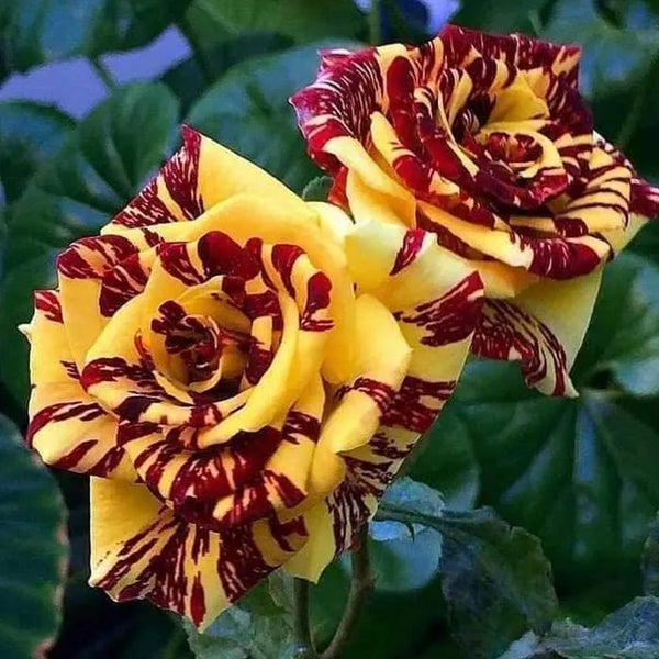 Tea Rose 'Dragon Tiger' Seeds