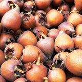 Medlar Tree Organic Seeds Medlar Fruit Seed for Garden and Pot