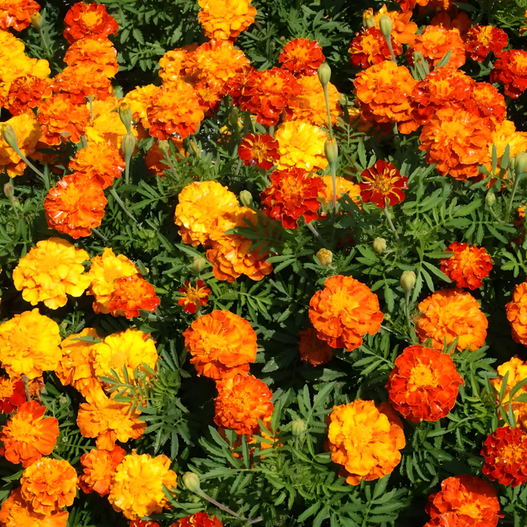 'Sparky Mix' Marigold Seeds