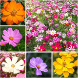 Mix Cosmos Seeds for Planting Heirloom Wildflower (Cosmos Bipinnatus) Attract Bees Butterflies Monarchs Open Pollinated