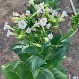 Virginia Tobacco Seed (Tabacum species)