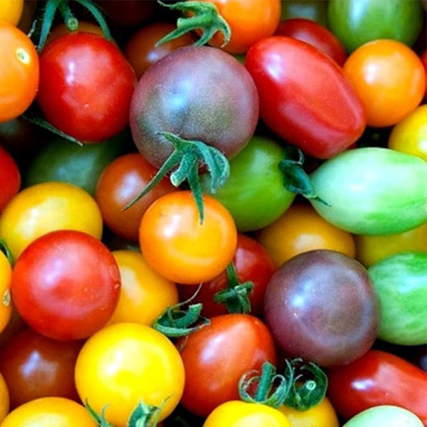 Rainbow Cherry Tomato Seeds for Planting Amazing Colors and Taste - Great for Salads Dwarf Fruit Seeds